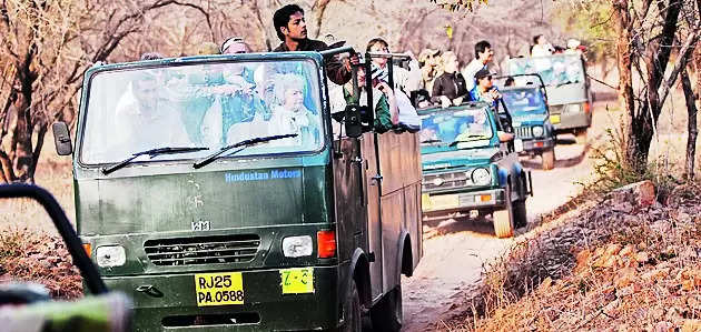 Tiger reserves reopen today to packed safari schedules