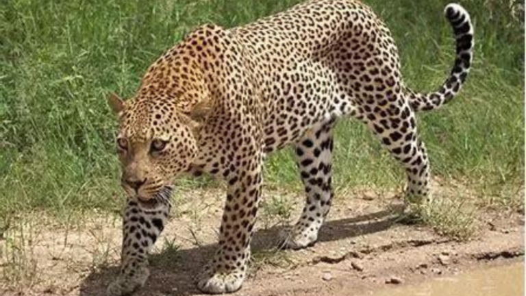 Shoot-at-sight orders issued for Udaipur’s man-eater leopard after 7th kill