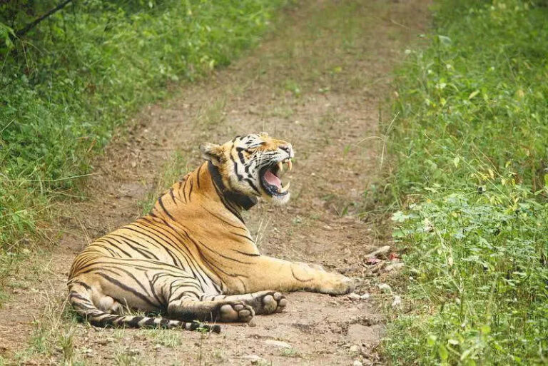 Sub-adult tiger missing from Sariska reserve for 2 months