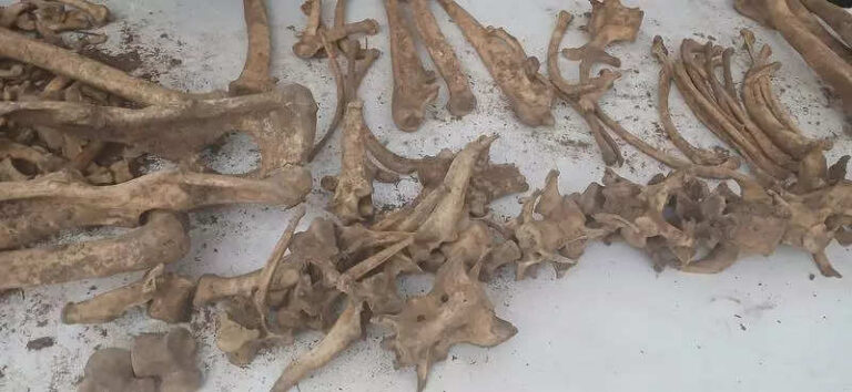 Probe begins into death of tigress in Ramgarh reserve