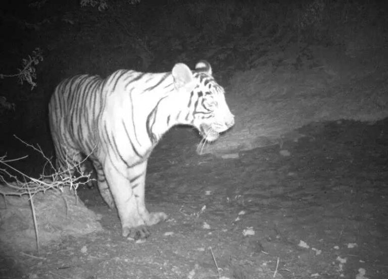 Missing cubs of dead tigress spotted at Ramgarh reserve