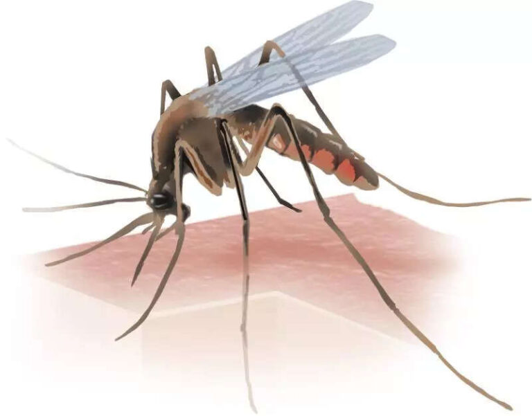 Baran teen succumbs to dengue in Kota