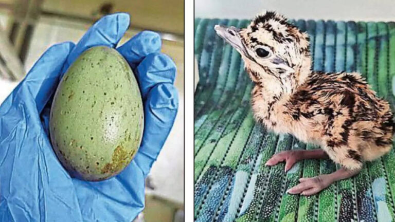 Country’s first-ever GIB chick hatched through AI at Jaisalmer breeding centre