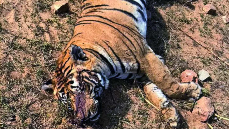 Villagers beat tiger to death after it kills man in Rajasthan’s Ranthambore National Park