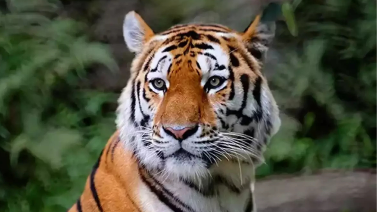 Wildlife crime bureau to probe missing tigers at Ranthambore Tiger Reserve