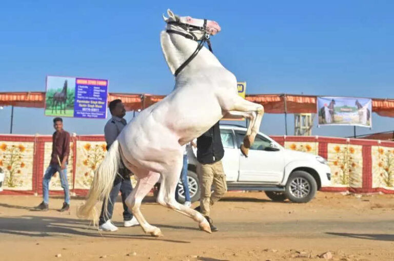 Sale of horses outpaces camels, cattle at Pushkar fair; traders rake in 11.5 crore