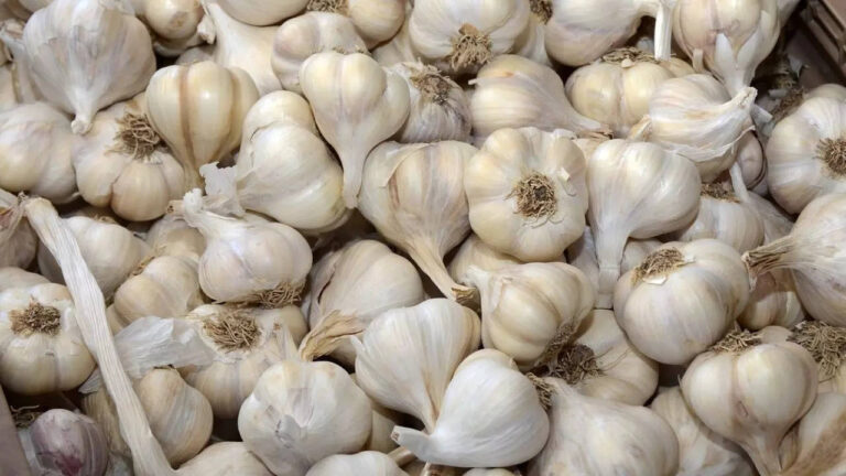 Garlic prices go north in Rajasthan, hit Rs 600/kg as rains damage crop