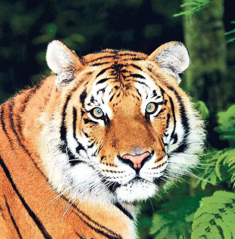 CS to hold meeting on shifting of villages from tiger reserves