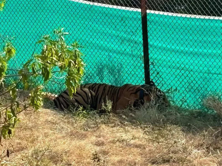 Raj’s first rewilding project: Orphaned tiger cub released into RVTR