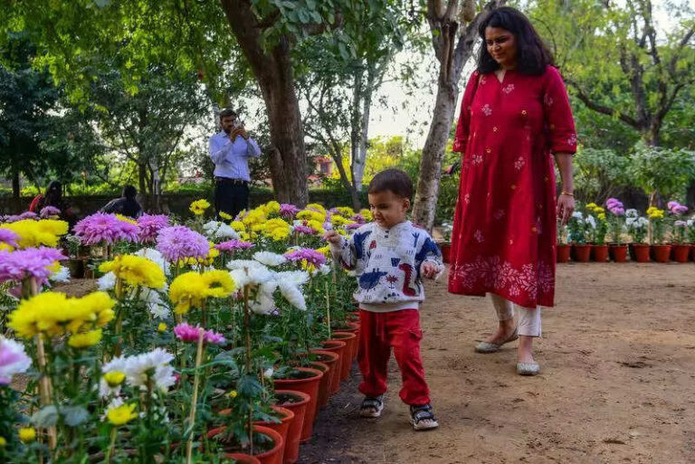 Joy of flowers: Chrysanthemum exhibition returns to Rajasthan University in Jaipur