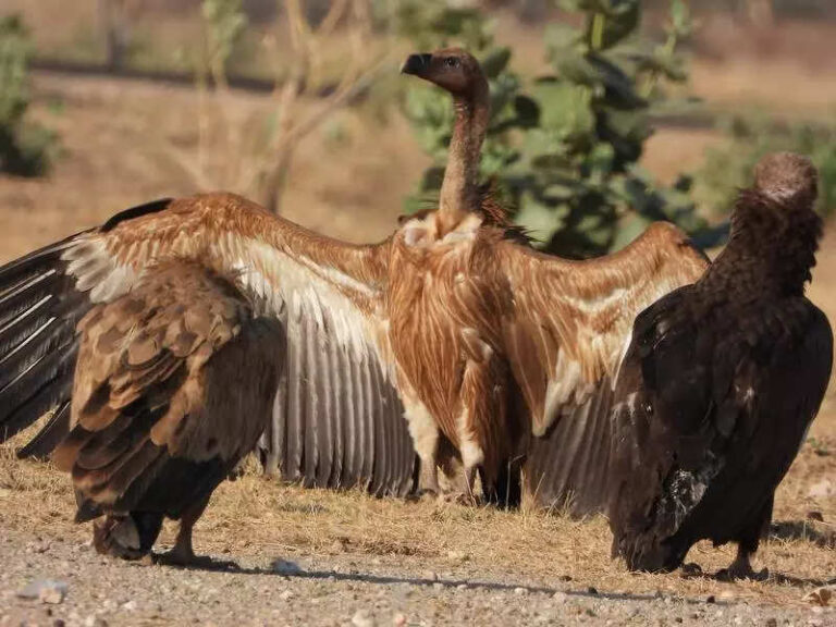 Seven vulture species find winter refuge in Jaisalmer