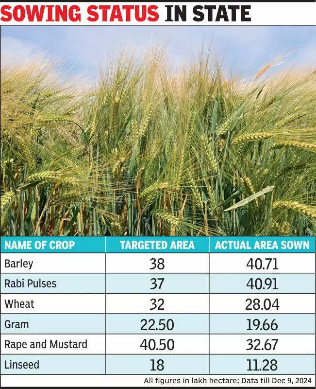 Barley, Rabi pulses sowing surpasses targets in state