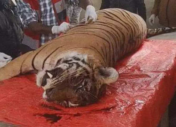 Ranthambore tiger succumbs to injuries in territorial fight