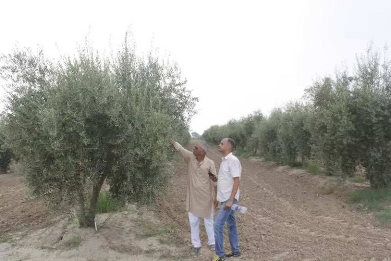 Olive rush dries up in Rajasthan, but dreams are alive