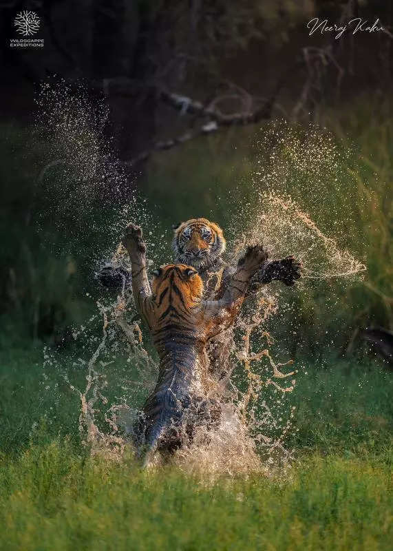 Raj to welcome four tigresses from MP to boost gene pool