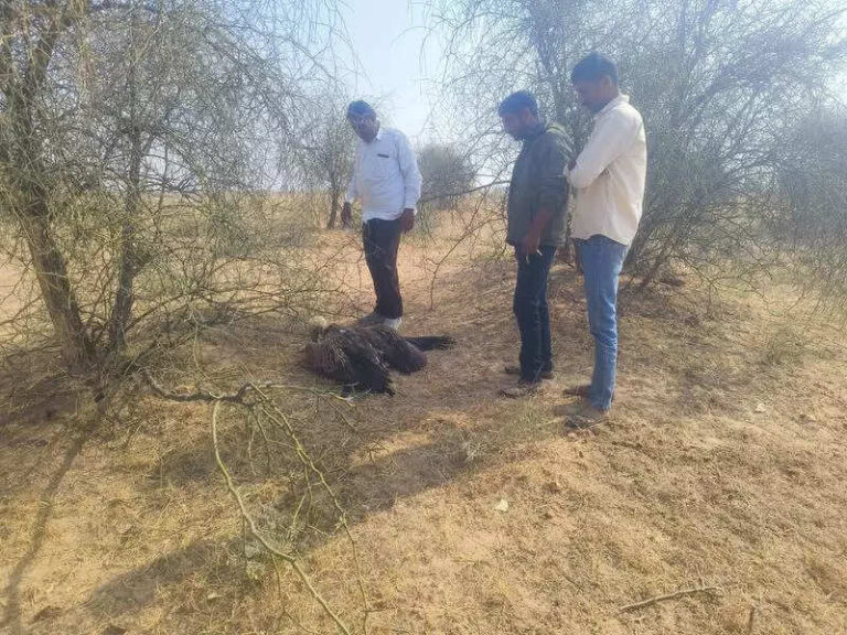 3 Eurasian vultures killed after hitting windmills, wires