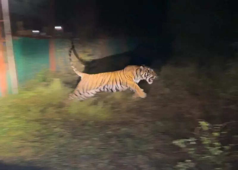 Delay in relocating three tigresses from MP adds to Ramgarh’s woes