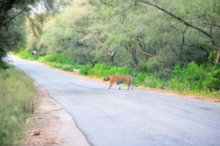 ESZ notification for Sariska reserve expected this year; Raj govt seeks time