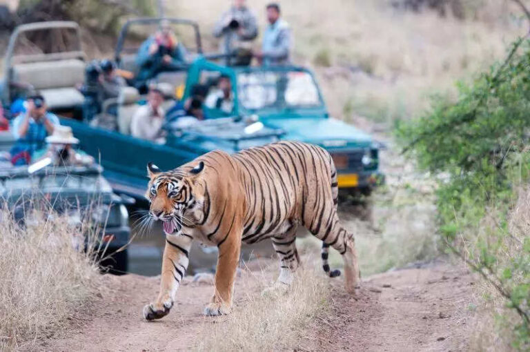 Weekly closure of tiger reserves to hit business: Industry