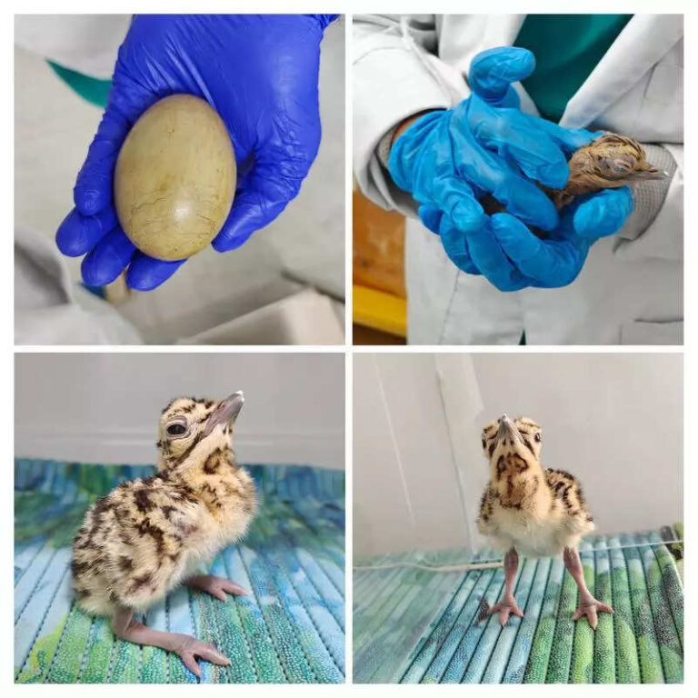 Raj welcomes 2nd captive-bred GIB chick of 2025 at Sam centre