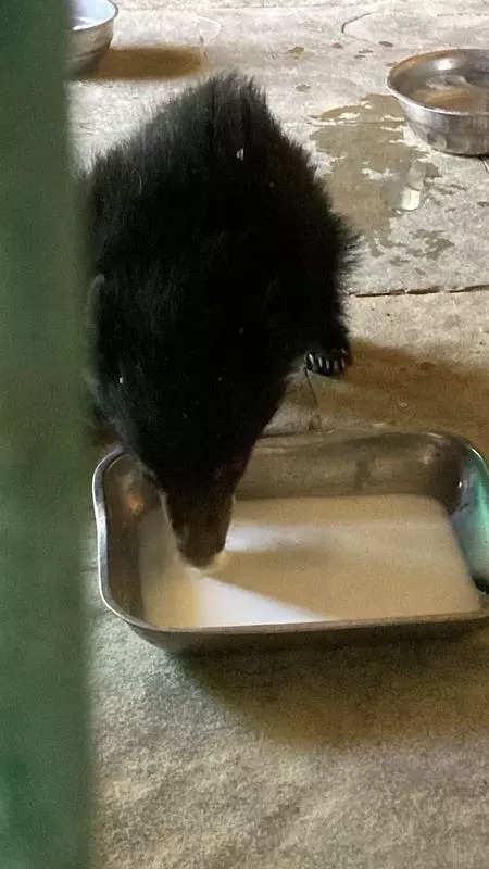 Lost one-month bear cub reunited with mother in Kota