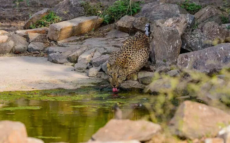 Leopard rescued after family traps it in house in Suroth