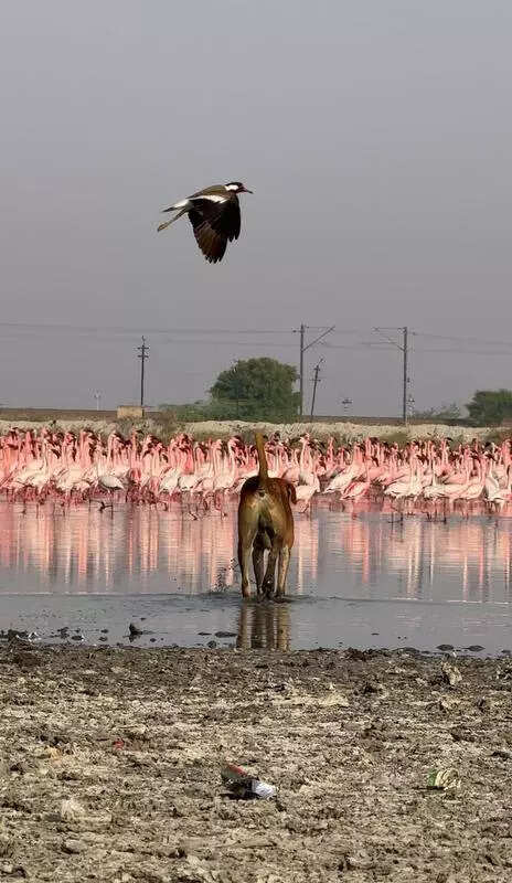 Sambhar Lake birds under threat from feral dogs: Environmentalists