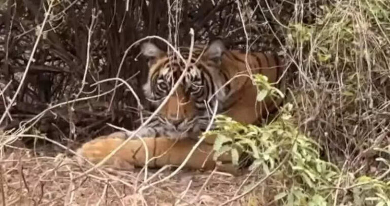 New tigress replaces Kankati at R’bore fort