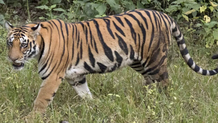 Tigers stray into human settlements near Rajasthan’s Ranthambore National Park