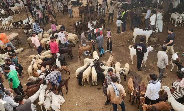 Ajmer’s prized goat breeds: From local pastures to Dubai’s tables