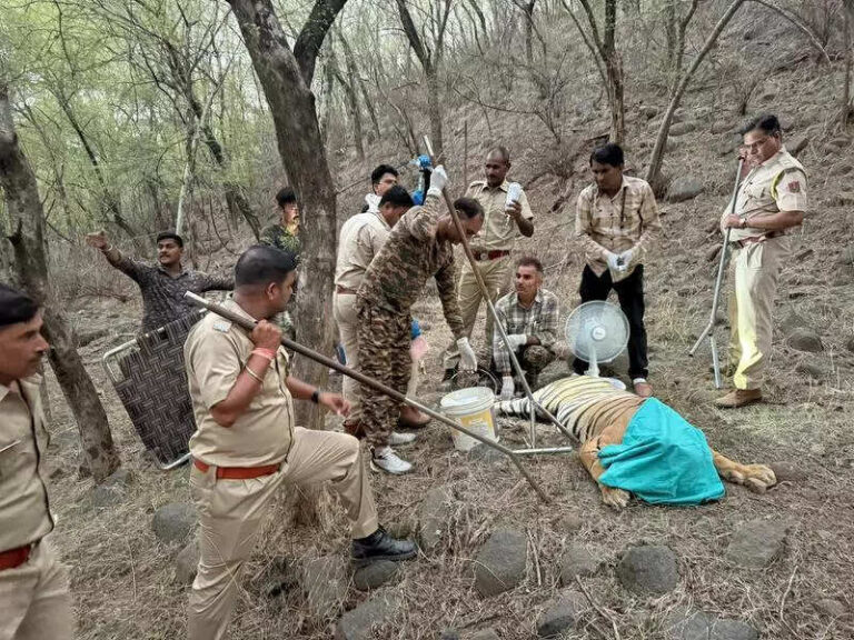 Killer R’bore tiger captured,moved to Karauli enclosure