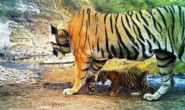 Tigress spotted with cub in Mukundra,rekindle revival hopes for the reserve