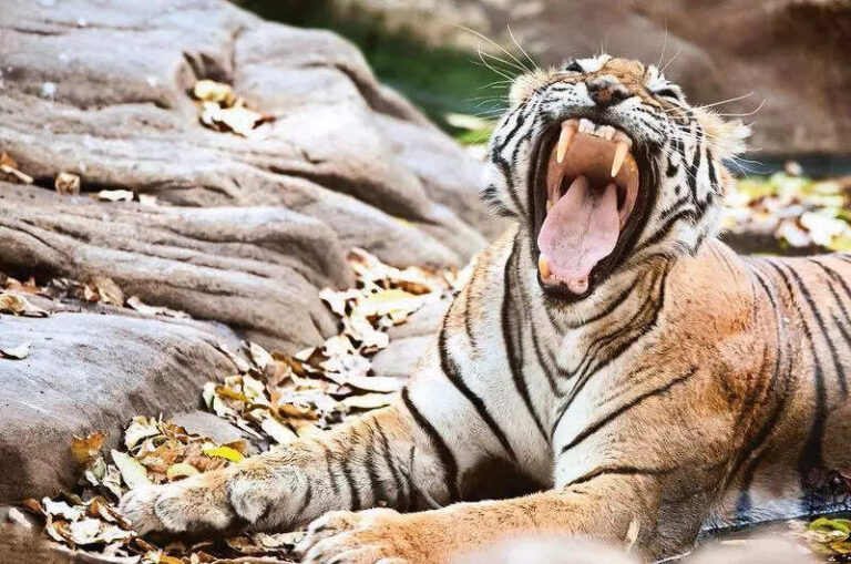 Tigress missing from Sariska for2 months, 5 teams search reserve