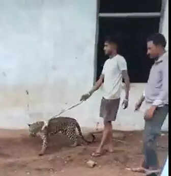 Bundi villagers parade woundedleopard as trophy, take selfies