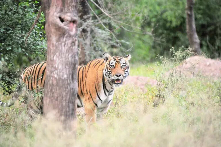 Sariska to shut for monsoon, draws demand for selective zone access