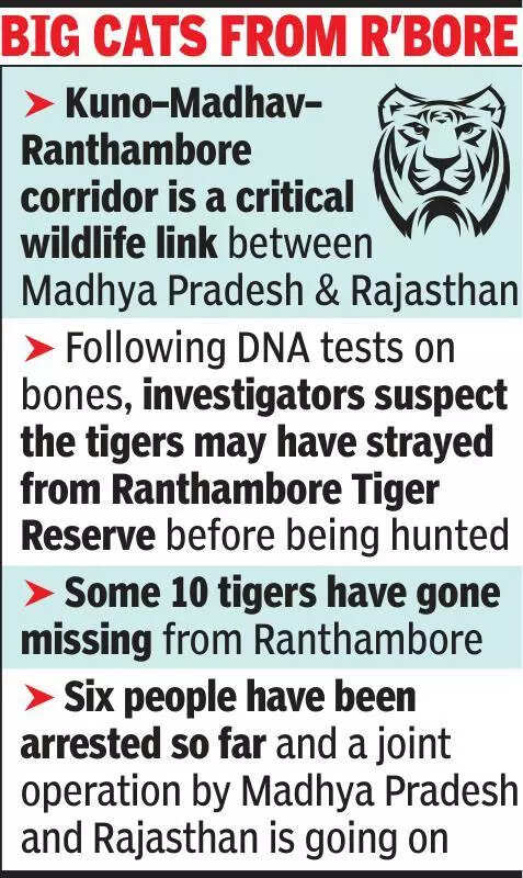 Bones seized from poachers show 3 tigers killed in MP-Raj corridor
