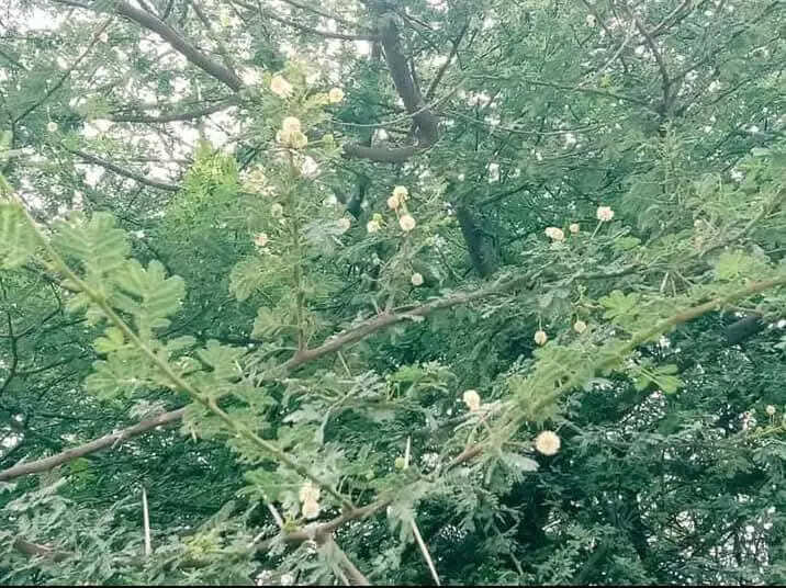 Israeli Babool banned in govt-run nurseries over ecological concerns