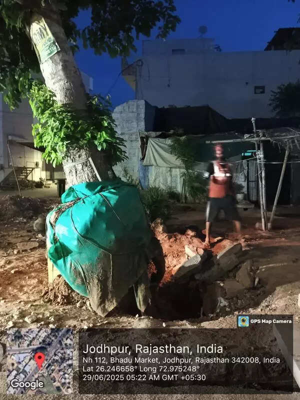 100 trees relocated to save green cover for Jodhpur flyover project
