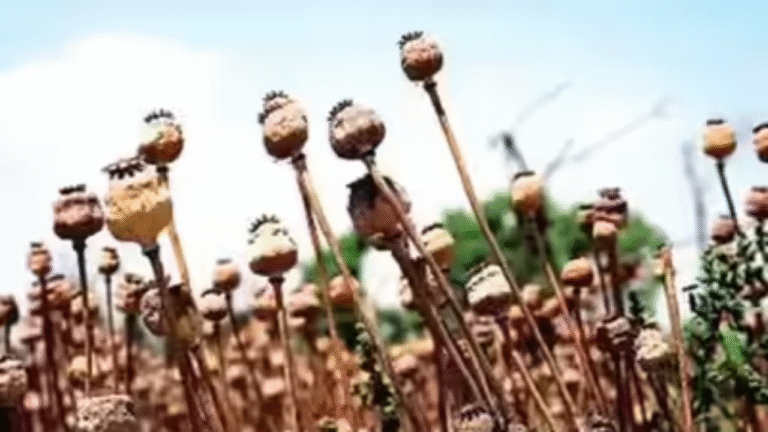 Chittorgarh police seize 395 kilograms of illegal opium poppy