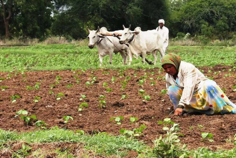 Kharif sowing lags target due to erratic monsoon