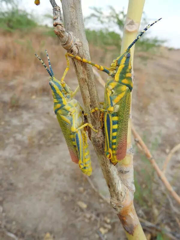 Wildlife study unveils hidden grasshopper haven in state