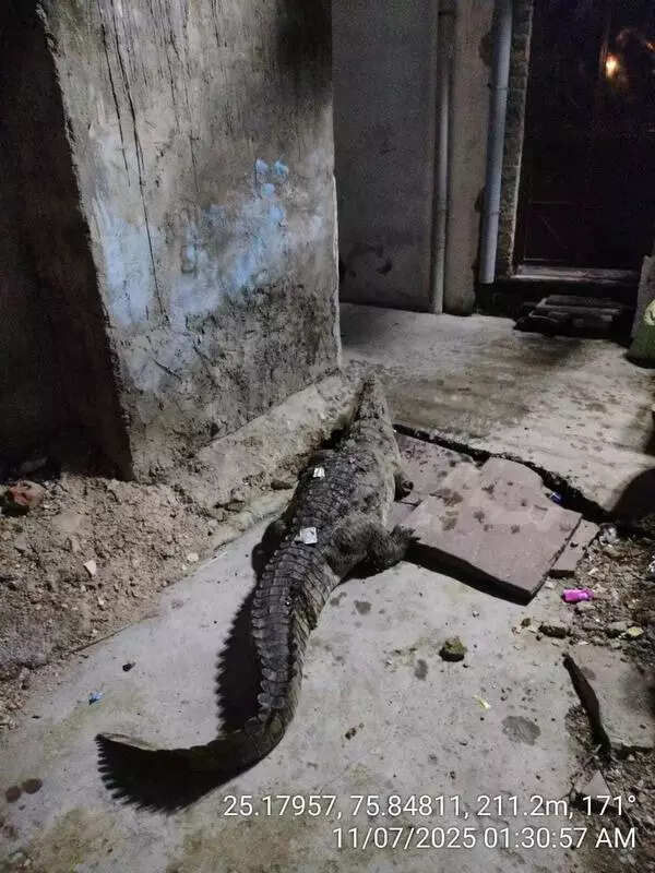 Crocodiles in Kota Colonies: Monsoon brings frequent reptile sightings, raises safety concerns
